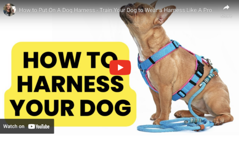 How to put a harness on a dog